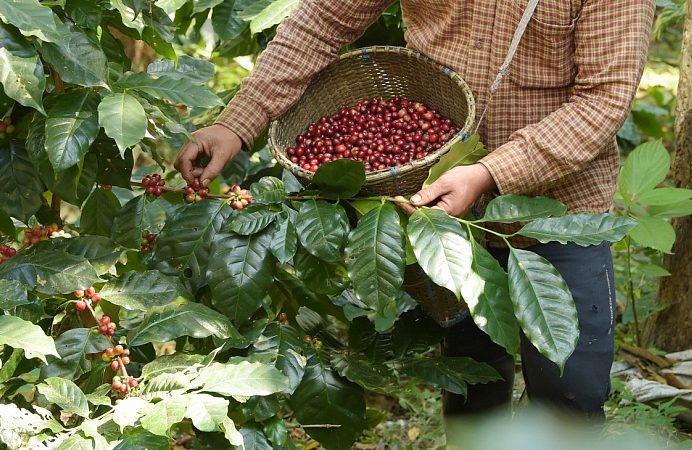 Market updates - International Coffee Traders